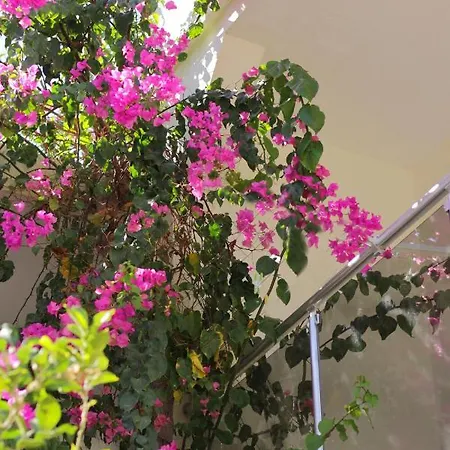 Açelya Hotel *